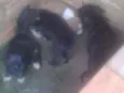 Não tem 