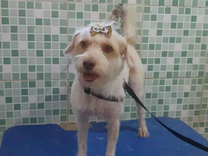 Cachorro ra a srd idade 2 anos nome Nina