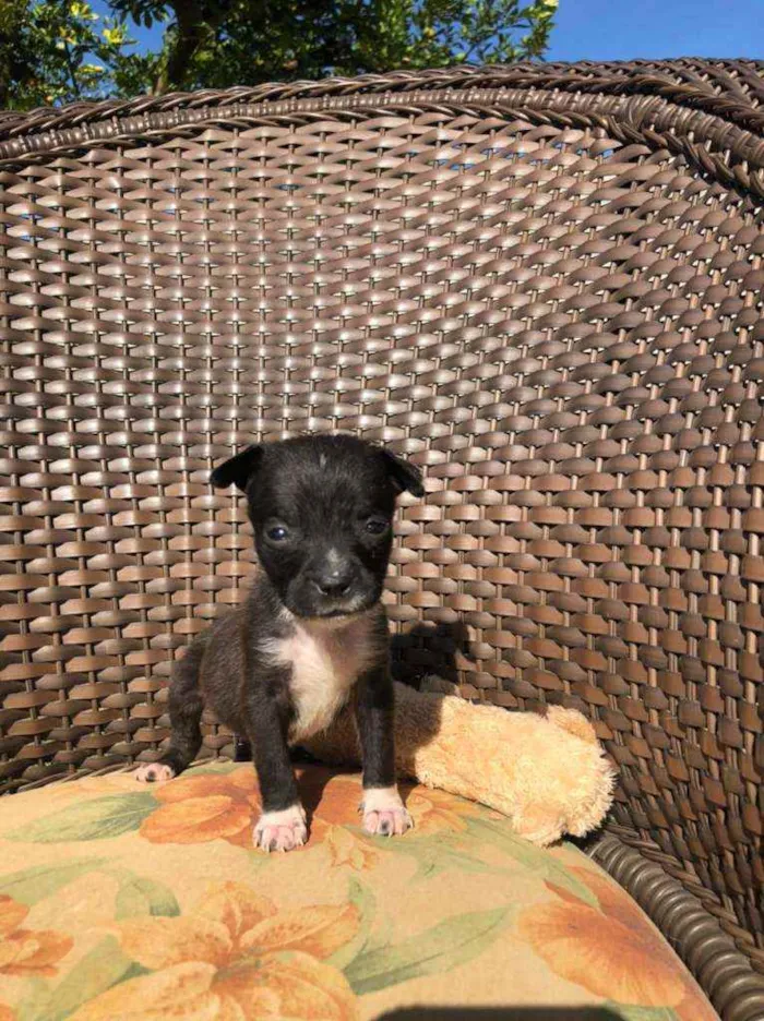 Cachorro ra a SRD idade Abaixo de 2 meses nome "Duque"