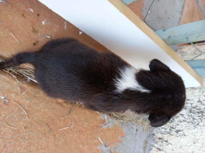 Cachorro ra a SRD idade Abaixo de 2 meses nome "Duque"