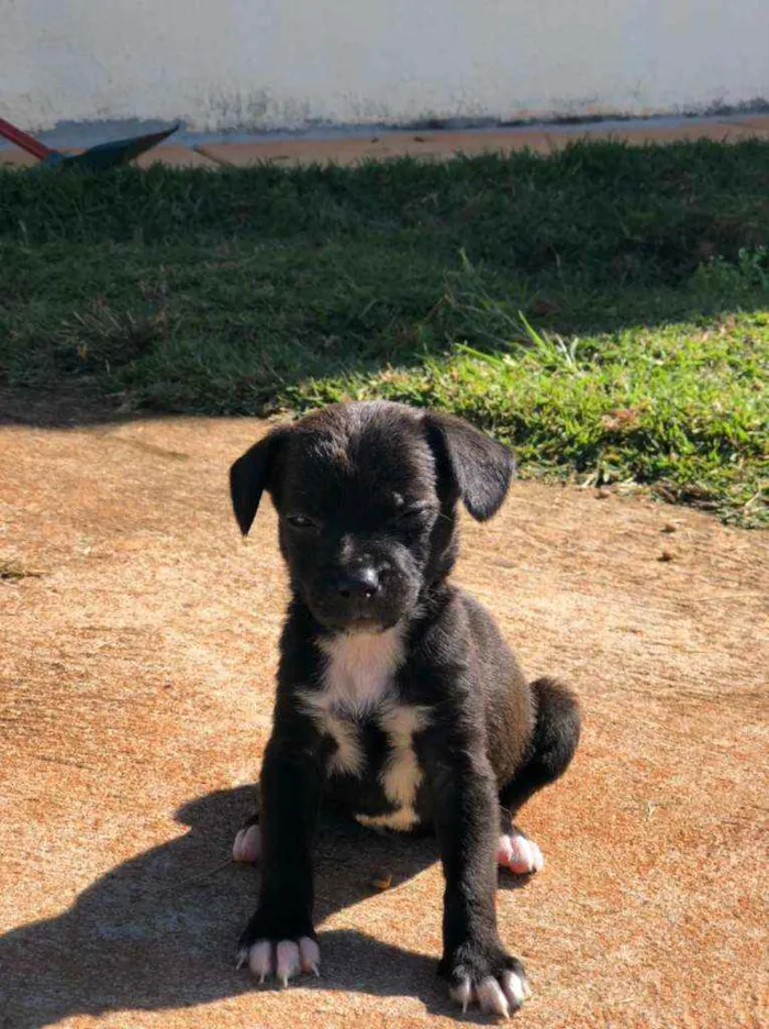 Cachorro ra a SRD idade Abaixo de 2 meses nome "Sapeca"