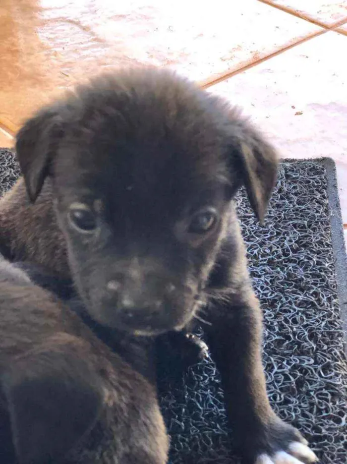 Cachorro ra a SRD idade Abaixo de 2 meses nome "Pontinha"