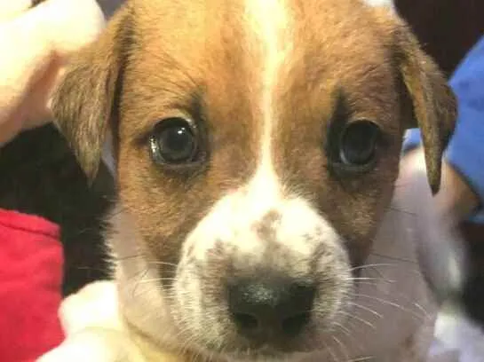 Cachorro raça  idade Abaixo de 2 meses nome Filhotes Anelly 