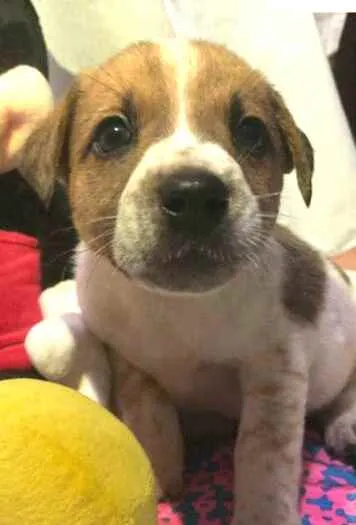 Cachorro raça  idade Abaixo de 2 meses nome Filhotes Anelly 