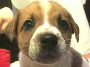 Cachorro raça  idade Abaixo de 2 meses nome Filhotes Anelly 