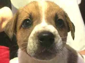 Cachorro raça  idade Abaixo de 2 meses nome Filhotes Anelly 