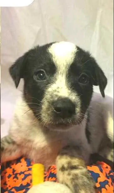 Cachorro raça  idade Abaixo de 2 meses nome Filhotes Anelly 