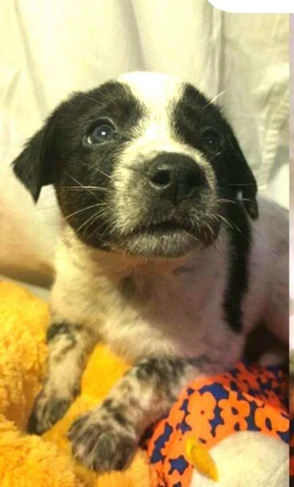 Cachorro raça  idade Abaixo de 2 meses nome Filhotes Anelly 