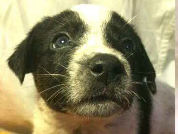 Cachorro raça  idade Abaixo de 2 meses nome Filhotes Anelly 