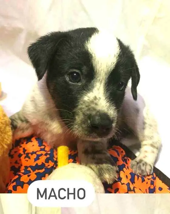 Cachorro raça  idade Abaixo de 2 meses nome Filhotes Anelly 