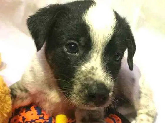 Cachorro raça  idade Abaixo de 2 meses nome Filhotes Anelly 