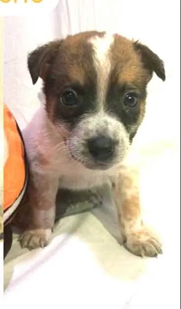 Cachorro raça  idade Abaixo de 2 meses nome Filhotes Anelly 