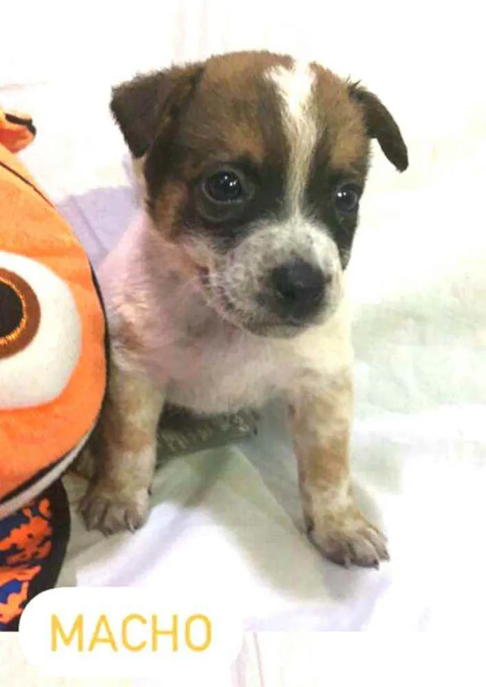 Cachorro raça  idade Abaixo de 2 meses nome Filhotes Anelly 