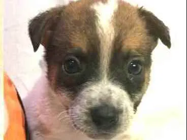 Cachorro raça  idade Abaixo de 2 meses nome Filhotes Anelly 