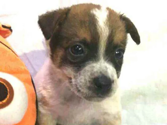 Cachorro raça  idade Abaixo de 2 meses nome Filhotes Anelly 