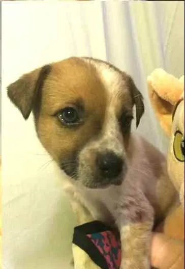 Cachorro raça  idade Abaixo de 2 meses nome Filhotes Anelly 