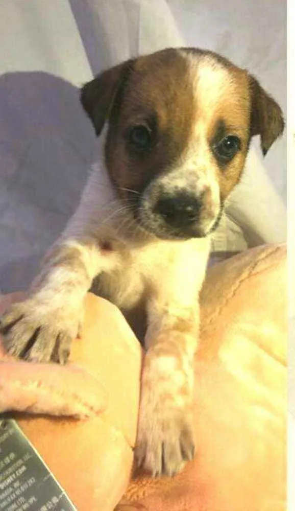 Cachorro raça  idade Abaixo de 2 meses nome Filhotes Anelly 