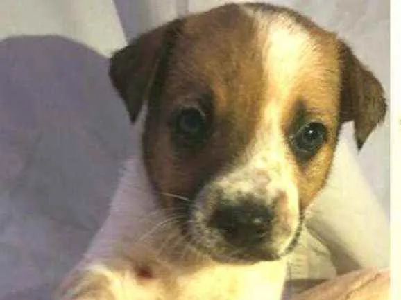 Cachorro raça  idade Abaixo de 2 meses nome Filhotes Anelly 