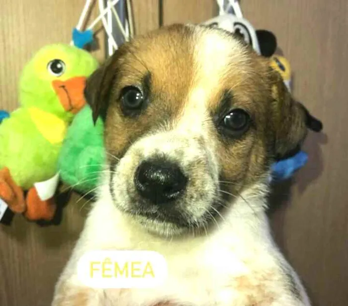 Cachorro raça  idade Abaixo de 2 meses nome Filhotes Anelly 