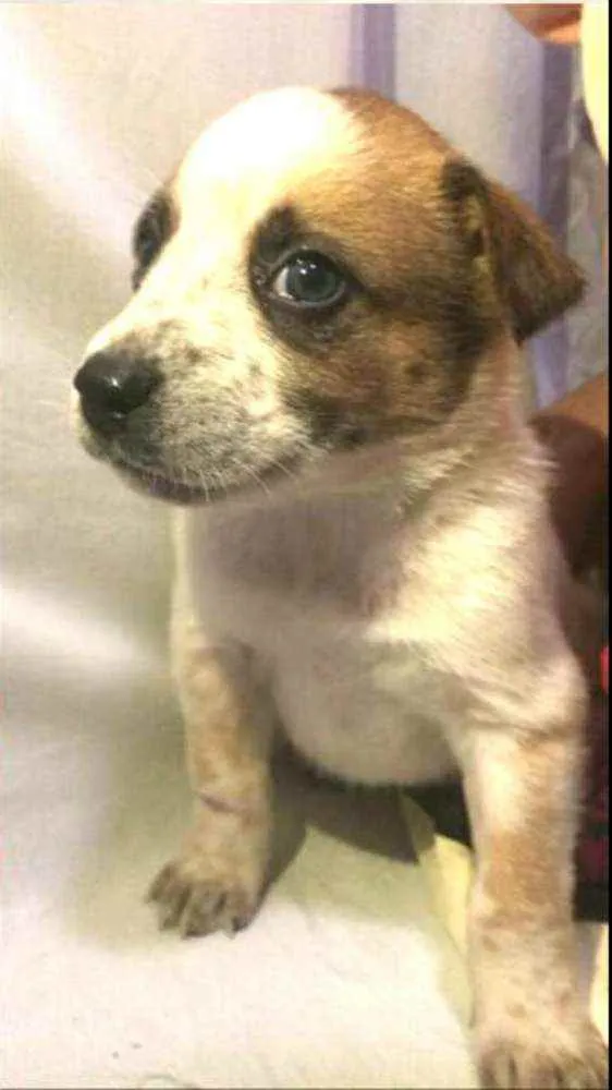 Cachorro raça  idade Abaixo de 2 meses nome Filhotes Anelly 