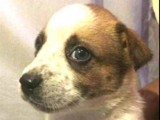 Cachorro raça  idade Abaixo de 2 meses nome Filhotes Anelly 