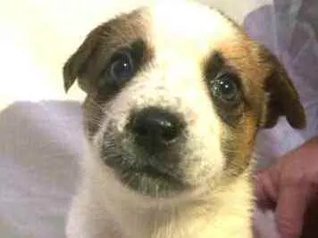 Cachorro raça  idade Abaixo de 2 meses nome Filhotes Anelly 