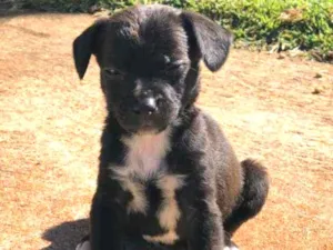 Cachorro raça SRD idade Abaixo de 2 meses nome "Sapeca"