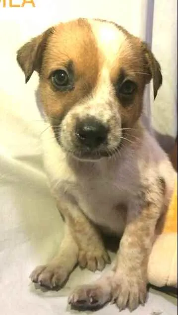 Cachorro raça  idade Abaixo de 2 meses nome Filhotes Anelly 