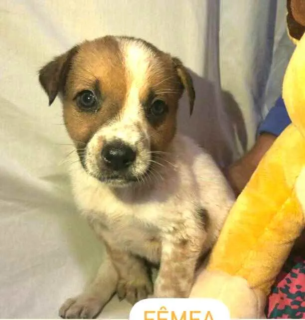 Cachorro raça  idade Abaixo de 2 meses nome Filhotes Anelly 