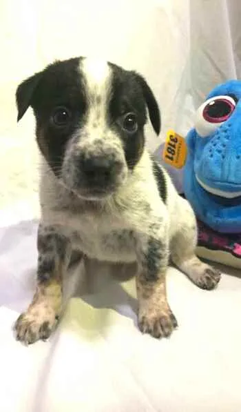 Cachorro raça  idade Abaixo de 2 meses nome Filhotes Anelly 