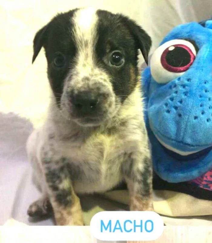 Cachorro raça  idade Abaixo de 2 meses nome Filhotes Anelly 