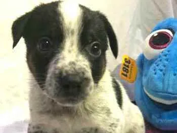 Cachorro raça  idade Abaixo de 2 meses nome Filhotes Anelly 