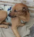 Cachorro raça Srd idade 1 ano nome Dudu anjinho URGENTE