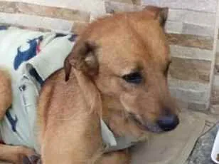 Cachorro raça Srd idade 1 ano nome Dudu anjinho URGENTE