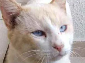 Gato raça Srd  idade 7 a 11 meses nome Bianco lindo demais 
