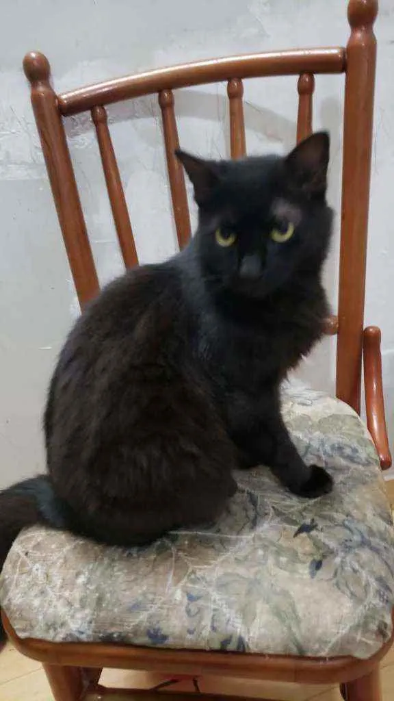 Gato ra a SRD idade 1 ano nome Felicia