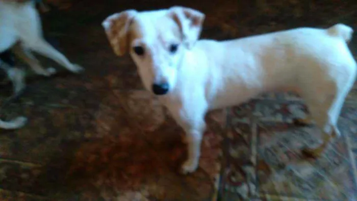 Cachorro raça SRD idade 4 anos nome Amemdoim