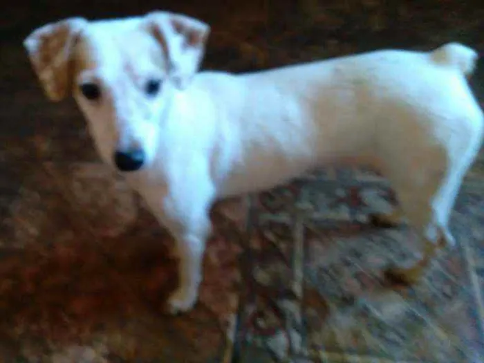 Cachorro raça SRD idade 4 anos nome Amemdoim