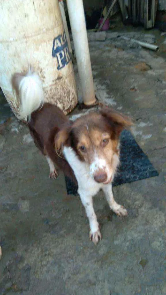 Cachorro raça SRD idade 1 ano nome Flash