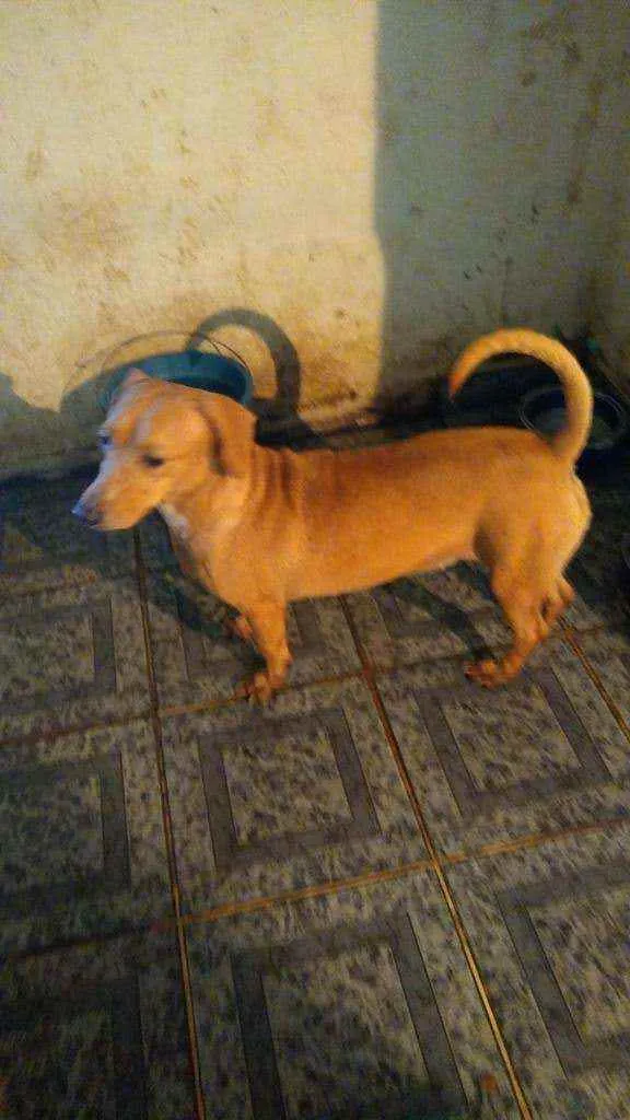 Cachorro raça Basset idade 2 anos nome Biscoito