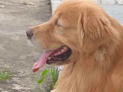 Cachorro ra a Golden retriever idade 2 anos nome Thor