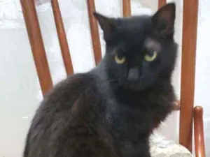Gato raça SRD idade 1 ano nome Felicia