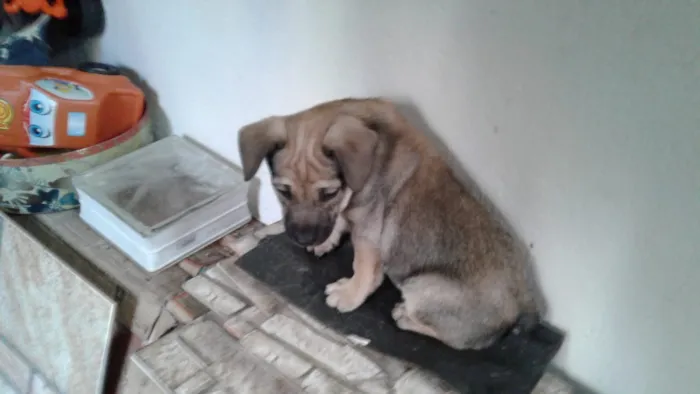 Cachorro ra a caramelo vira-lata  idade 2 a 6 meses nome sem nome 