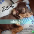 Zeus