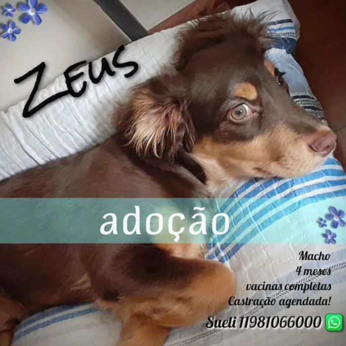 Cachorro ra a SRD idade 2 a 6 meses nome Zeus