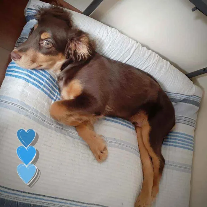 Cachorro ra a SRD idade 2 a 6 meses nome Zeus