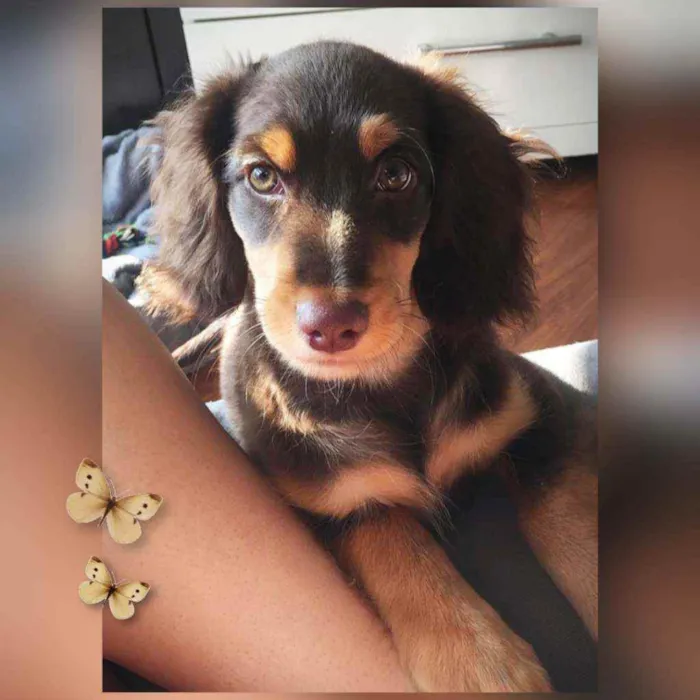 Cachorro ra a SRD idade 2 a 6 meses nome Zeus