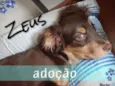 Zeus