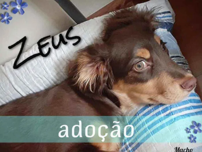 Cachorro ra a SRD idade 2 a 6 meses nome Zeus