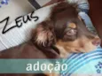 Zeus